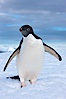 A curious Adelie penguin, standing at the edge of an iceberg, looks over the photographer. Paulet Island, Antarctic Peninsula, Antarctica. Image #25016