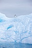 A tiny Adelie penguin stands atop an iceberg. Paulet Island, Antarctic Peninsula, Antarctica. Image #25017