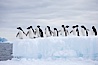 Adelie penguins, in a line, standing on an iceberg. Paulet Island, Antarctic Peninsula, Antarctica. Image #25018