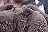 Adelie penguin chicks, huddle together in a snowstorm for warmth and protection.  This group of chicks is known as a creche. Shingle Cove, Coronation Island, South Orkney Islands, Southern Ocean. Image #25026