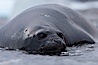 Southern elephant seal, juvenile. The southern elephant seal is the largest pinniped, and the largest member of order Carnivora, ever to have existed. It gets its name from the large proboscis (nose) it has when it has grown to adulthood. Shingle Cove, Coronation Island, South Orkney Islands, Southern Ocean. Image #25029