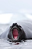 Southern elephant seal, juvenile. The southern elephant seal is the largest pinniped, and the largest member of order Carnivora, ever to have existed. It gets its name from the large proboscis (nose) it has when it has grown to adulthood. Shingle Cove, Coronation Island, South Orkney Islands, Southern Ocean. Image #25030