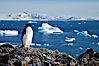 Adelie penguin. Devil Island, Antarctic Peninsula, Antarctica. Image #25044