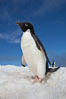 A cute, inquisitive Adelie penguin poses for a portrait while standing on snow. Paulet Island, Antarctic Peninsula, Antarctica
