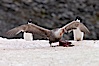 Southern giant petrel kills and eats an Adelie penguin chick, Shingle Cove. Shingle Cove, Coronation Island, South Orkney Islands, Southern Ocean. Image #25079