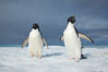 Two Adelie penguins, holding their wings out, standing on an iceberg. Paulet Island, Antarctic Peninsula, Antarctica
