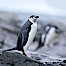 Chinstrap penguin. Shingle Cove, Coronation Island, South Orkney Islands, Southern Ocean. Image #25167