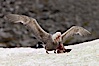Southern giant petrel kills and eats an Adelie penguin chick, Shingle Cove. Shingle Cove, Coronation Island, South Orkney Islands, Southern Ocean. Image #25177