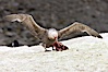 Southern giant petrel kills and eats an Adelie penguin chick, Shingle Cove. Shingle Cove, Coronation Island, South Orkney Islands, Southern Ocean. Image #25178