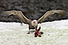 Southern giant petrel kills and eats an Adelie penguin chick, Shingle Cove. Shingle Cove, Coronation Island, South Orkney Islands, Southern Ocean. Image #25179