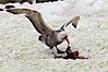 Southern giant petrel kills and eats an Adelie penguin chick, Shingle Cove. Shingle Cove, Coronation Island, South Orkney Islands, Southern Ocean. Image #25180