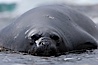 Southern elephant seal, juvenile. The southern elephant seal is the largest pinniped, and the largest member of order Carnivora, ever to have existed. It gets its name from the large proboscis (nose) it has when it has grown to adulthood. Shingle Cove, Coronation Island, South Orkney Islands, Southern Ocean. Image #25187