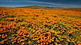 California poppies, wildflowers blooming in huge swaths of spring color in Antelope Valley. Lancaster, California, USA. Image #25223