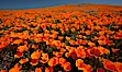 California poppies, hillside of brilliant orange color, Lancaster, CA. Antelope Valley California Poppy Reserve SNR, Lancaster, California, USA. Image #25224