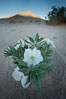 Eureka Valley Dune Evening Primrose.  A federally endangered plant, Oenothera californica eurekensis is a perennial herb that produces white flowers from April to June. These flowers turn red as they age. The Eureka Dunes evening-primrose is found only in the southern portion of Eureka Valley Sand Dunes system in Indigo County, California. Death Valley National Park, USA. Image #25237