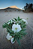 Eureka Valley Dune Evening Primrose.  A federally endangered plant, Oenothera californica eurekensis is a perennial herb that produces white flowers from April to June. These flowers turn red as they age. The Eureka Dunes evening-primrose is found only in the southern portion of Eureka Valley Sand Dunes system in Indigo County, California. Eureka Dunes, Death Valley National Park, California, USA. Image #25237