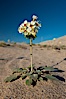 Spring wildflower blooms on the Eureka sand dunes. Eureka Dunes, Death Valley National Park, California, USA. Image #25245