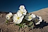 Eureka Valley Dune Evening Primrose.  A federally endangered plant, Oenothera californica eurekensis is a perennial herb that produces white flowers from April to June. These flowers turn red as they age. The Eureka Dunes evening-primrose is found only in the southern portion of Eureka Valley Sand Dunes system in Indigo County, California. Eureka Dunes, Death Valley National Park, California, USA. Image #25267