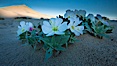 Eureka Valley Dune Evening Primrose.  A federally endangered plant, Oenothera californica eurekensis is a perennial herb that produces white flowers from April to June. These flowers turn red as they age. The Eureka Dunes evening-primrose is found only in the southern portion of Eureka Valley Sand Dunes system in Indigo County, California. Eureka Dunes, Death Valley National Park, California, USA. Image #25268