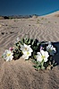Eureka Valley Dune Evening Primrose.  A federally endangered plant, Oenothera californica eurekensis is a perennial herb that produces white flowers from April to June. These flowers turn red as they age. The Eureka Dunes evening-primrose is found only in the southern portion of Eureka Valley Sand Dunes system in Indigo County, California. Eureka Dunes, Death Valley National Park, California, USA. Image #25341
