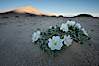 Eureka Valley Dune Evening Primrose.  A federally endangered plant, Oenothera californica eurekensis is a perennial herb that produces white flowers from April to June. These flowers turn red as they age. The Eureka Dunes evening-primrose is found only in the southern portion of Eureka Valley Sand Dunes system in Indigo County, California. Eureka Dunes, Death Valley National Park, California, USA. Image #25343