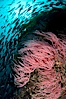 Red gorgonian on rocky reef, below kelp forest, underwater.  The red gorgonian is a filter-feeding temperate colonial species that lives on the rocky bottom at depths between 50 to 200 feet deep. Gorgonians are oriented at right angles to prevailing water currents to capture plankton drifting by. San Clemente Island, California, USA. Image #25393