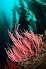 Red gorgonian on rocky reef, below kelp forest, underwater.  The red gorgonian is a filter-feeding temperate colonial species that lives on the rocky bottom at depths between 50 to 200 feet deep. Gorgonians are oriented at right angles to prevailing water currents to capture plankton drifting by. San Clemente Island, California, USA. Image #25394