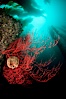 Bryozoan grows on a red gorgonian on rocky reef, below kelp forest, underwater.  The red gorgonian is a filter-feeding temperate colonial species that lives on the rocky bottom at depths between 50 to 200 feet deep. Gorgonians are oriented at right angles to prevailing water currents to capture plankton drifting by. San Clemente Island, California, USA. Image #25395