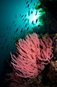 Red gorgonian on rocky reef, below kelp forest, underwater.  The red gorgonian is a filter-feeding temperate colonial species that lives on the rocky bottom at depths between 50 to 200 feet deep. Gorgonians are oriented at right angles to prevailing water currents to capture plankton drifting by. San Clemente Island, California, USA. Image #25404