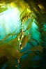 Kelp fronds and pneumatocysts.  Pneumatocysts, gas-filled bladders, float the kelp plant off the ocean bottom toward the surface and sunlight, where the leaf-like blades and stipes of the kelp plant grow fastest.  Giant kelp can grow up to 2' in a single day given optimal conditions.  Epic submarine forests of kelp grow throughout California's Southern Channel Islands. San Clemente Island, California, USA. Image #25405
