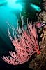 Red gorgonian on rocky reef, below kelp forest, underwater.  The red gorgonian is a filter-feeding temperate colonial species that lives on the rocky bottom at depths between 50 to 200 feet deep. Gorgonians are oriented at right angles to prevailing water currents to capture plankton drifting by. San Clemente Island, California, USA. Image #25406