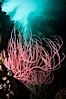 Red gorgonian on rocky reef, below kelp forest, underwater.  The red gorgonian is a filter-feeding temperate colonial species that lives on the rocky bottom at depths between 50 to 200 feet deep. Gorgonians are oriented at right angles to prevailing water currents to capture plankton drifting by. San Clemente Island, California, USA. Image #25407