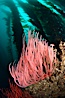 Red gorgonian on rocky reef, below kelp forest, underwater.  The red gorgonian is a filter-feeding temperate colonial species that lives on the rocky bottom at depths between 50 to 200 feet deep. Gorgonians are oriented at right angles to prevailing water currents to capture plankton drifting by. San Clemente Island, California, USA. Image #25408
