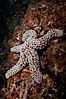 A giant sea star, or starfish, on a rocky reef underwater. San Clemente Island, California, USA. Image #25410