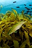 A giant kelpfish swims over a kelp-covered reef, mimicing the color and pattern of the kelp leaves perfectly, camoflage. San Clemente Island, California, USA. Image #25414