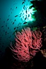 Red gorgonian on rocky reef, below kelp forest, underwater.  The red gorgonian is a filter-feeding temperate colonial species that lives on the rocky bottom at depths between 50 to 200 feet deep. Gorgonians are oriented at right angles to prevailing water currents to capture plankton drifting by. San Clemente Island, California, USA. Image #25415