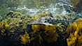 A leopard shark, swimming through the shallows waters of a California reef, underwater. San Clemente Island, California, USA. Image #25417
