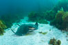 California bat ray, laying on sandy ocean bottom amid kelp and rocky reef. San Clemente Island, USA. Image #25437