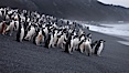 Chinstrap penguins at Bailey Head, Deception Island.  Chinstrap penguins enter and exit the surf on the black sand beach at Bailey Head on Deception Island.  Bailey Head is home to one of the largest colonies of chinstrap penguins in the world. Deception Island, Antarctic Peninsula, Antarctica. Image #25451