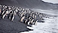 Chinstrap penguins at Bailey Head, Deception Island.  Chinstrap penguins enter and exit the surf on the black sand beach at Bailey Head on Deception Island.  Bailey Head is home to one of the largest colonies of chinstrap penguins in the world. Deception Island, Antarctic Peninsula, Antarctica. Image #25452