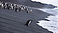 Chinstrap penguins at Bailey Head, Deception Island.  Chinstrap penguins enter and exit the surf on the black sand beach at Bailey Head on Deception Island.  Bailey Head is home to one of the largest colonies of chinstrap penguins in the world. Deception Island, Antarctic Peninsula, Antarctica. Image #25454
