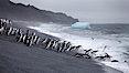 Chinstrap penguins at Bailey Head, Deception Island.  Chinstrap penguins enter and exit the surf on the black sand beach at Bailey Head on Deception Island.  Bailey Head is home to one of the largest colonies of chinstrap penguins in the world. Deception Island, Antarctic Peninsula, Antarctica. Image #25455