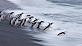 Chinstrap penguins at Bailey Head, Deception Island.  Chinstrap penguins enter and exit the surf on the black sand beach at Bailey Head on Deception Island.  Bailey Head is home to one of the largest colonies of chinstrap penguins in the world. Deception Island, Antarctic Peninsula, Antarctica. Image #25456