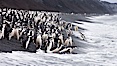 Chinstrap penguins at Bailey Head, Deception Island.  Chinstrap penguins enter and exit the surf on the black sand beach at Bailey Head on Deception Island.  Bailey Head is home to one of the largest colonies of chinstrap penguins in the world. Deception Island, Antarctic Peninsula, Antarctica. Image #25457