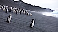 Chinstrap penguins at Bailey Head, Deception Island.  Chinstrap penguins enter and exit the surf on the black sand beach at Bailey Head on Deception Island.  Bailey Head is home to one of the largest colonies of chinstrap penguins in the world. Deception Island, Antarctic Peninsula, Antarctica. Image #25461