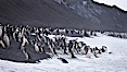 Chinstrap penguins at Bailey Head, Deception Island.  Chinstrap penguins enter and exit the surf on the black sand beach at Bailey Head on Deception Island.  Bailey Head is home to one of the largest colonies of chinstrap penguins in the world. Deception Island, Antarctic Peninsula, Antarctica. Image #25462