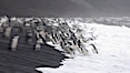 Chinstrap penguins at Bailey Head, Deception Island.  Chinstrap penguins enter and exit the surf on the black sand beach at Bailey Head on Deception Island.  Bailey Head is home to one of the largest colonies of chinstrap penguins in the world. Deception Island, Antarctic Peninsula, Antarctica. Image #25463