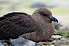 Brown skua in Antarctica. Cuverville Island, Antarctic Peninsula, Antarctica. Image #25495