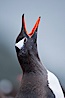 Gentoo penguin vocalizing, calling. Cuverville Island, Antarctic Peninsula, Antarctica. Image #25496
