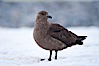 Brown skua in Antarctica. Cuverville Island, Antarctic Peninsula, Antarctica. Image #25504